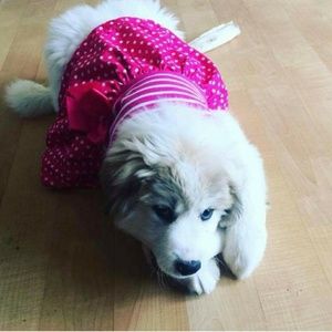 Meet your Posher, Queen